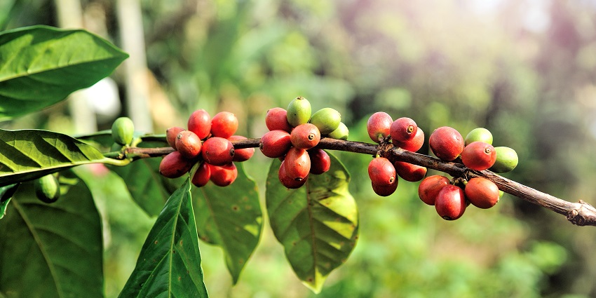 Visitors on a guided tour of a coffee plantation amidst beautiful nature during the day.