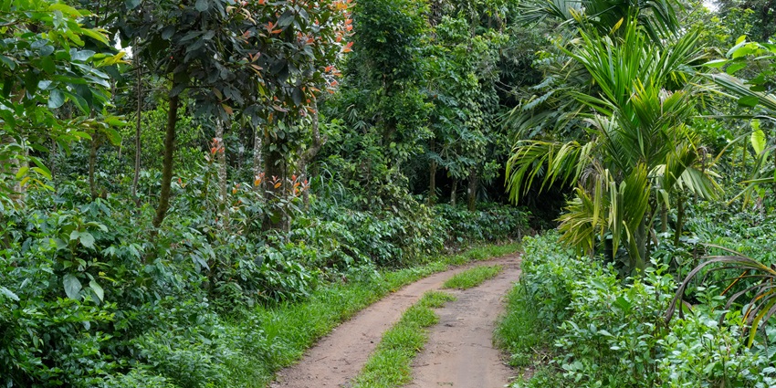 Lush green coffee estates, one of the best places to explore on you trip to Madikeri
