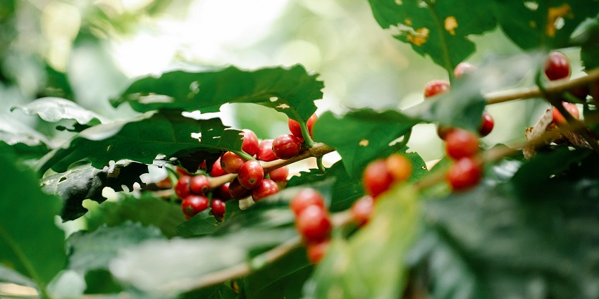 A glimpse of bright red fruits on a branch of a tree representing coffee plantations.