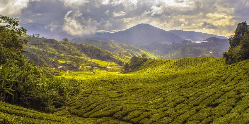 A picture of coffee plantations, one of the best places to visit in Yercaud