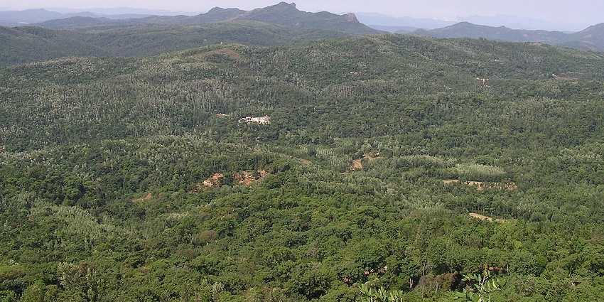 Image of Chikmagalur coffee plantations offer guided tours, flavors, and family fun