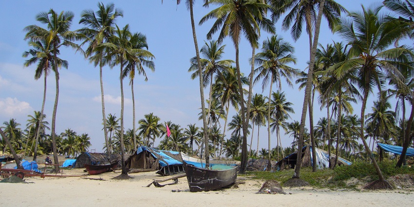 Tall palm trees standing on the golden shores of Colva beach, offering a picturesque sight