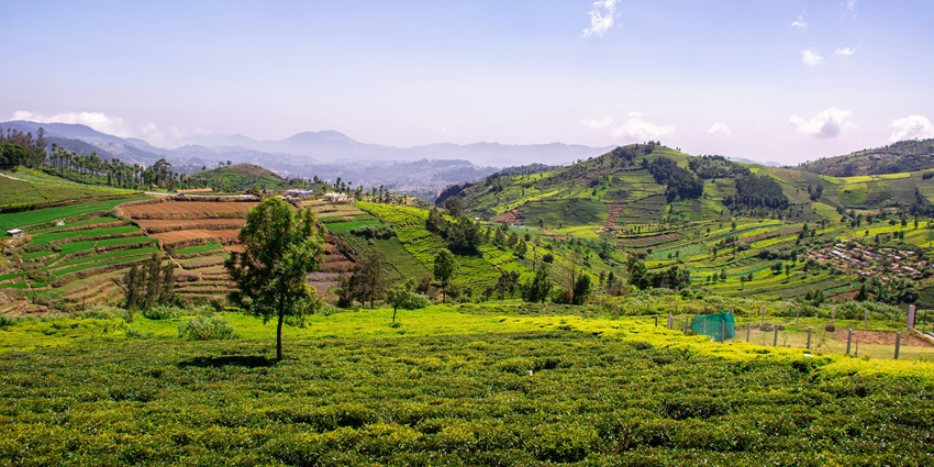 An image of a scenic Coonoor tea garden with misty hills, and the best hill stations near Erode