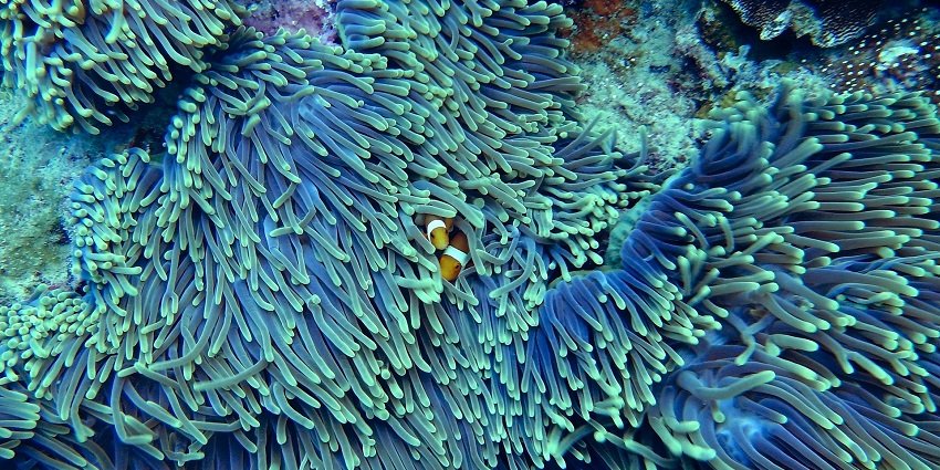 Kadmat Island is also popular for its beautiful coral gardens that are visible during diving.