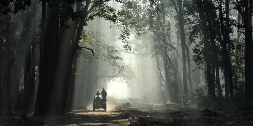 View of a tiger in Jim Corbett National Park, one of the places to visit in Gurgaon within 300 km