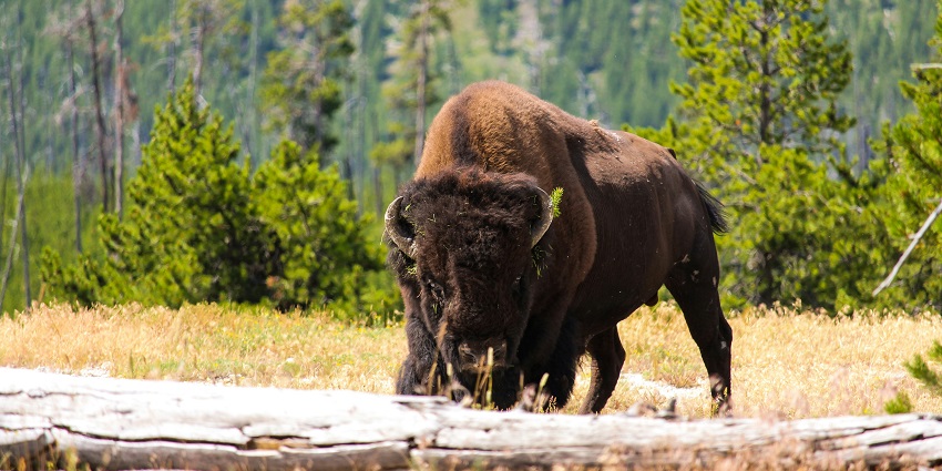 A bison spotted standing on the grasslands of the region surrounded by lush greenery.
