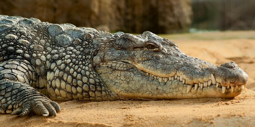 Crocodile Bank, a wildlife conservation hub is a tourist spot near Dakshinachitra Museum.