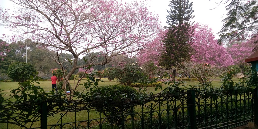 Experience the calm beauty of Cubbon Park, a lush green oasis in the city.