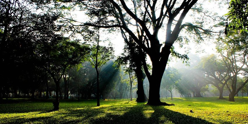 A Calm morning in Cubbon Park, a lush oasis, the best things to see in MG Road Bangalore.