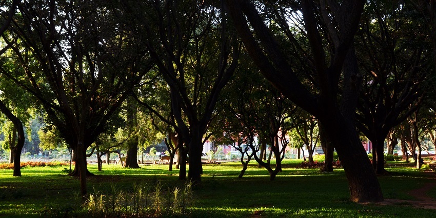 Cubbon Park, a place to visit near Sarjapur, has lush greenery.