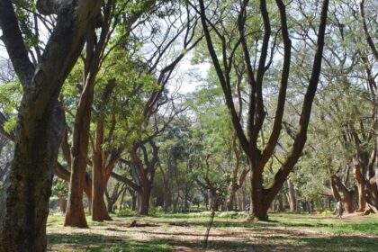 A glimpse of lush green beauty of Karnataka featuring tall swaying trees and fields.