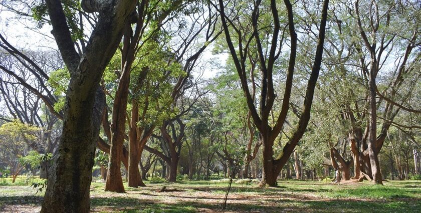 A glimpse of lush green beauty of Karnataka featuring tall swaying trees and fields.