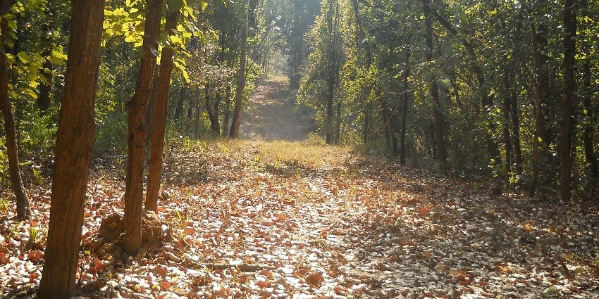 Enjoy the beauty of nature through guided walks in Kanha National Park.