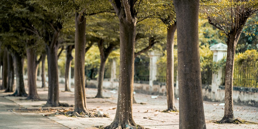 Dajipur Wildlife Adventure Park - Green trees lining a road, creating a shaded path.