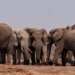 A herd of elephants walking together on dry grassland, with their trunks swinging.