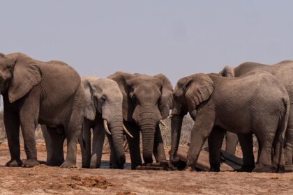 A herd of elephants walking together on dry grassland, with their trunks swinging.