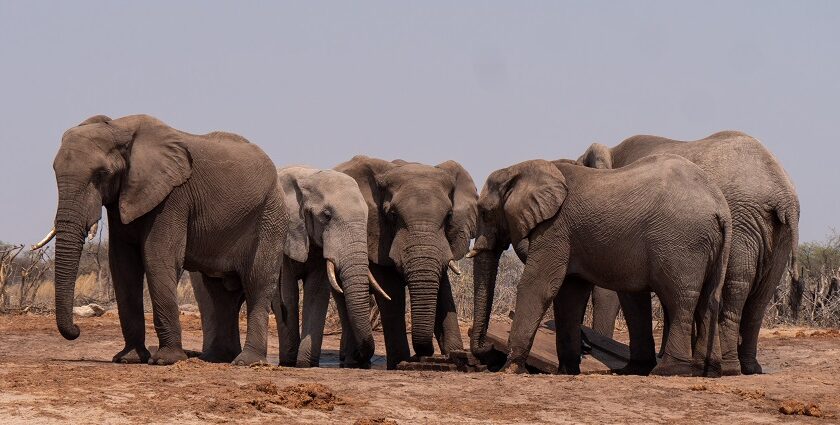 A herd of elephants walking together on dry grassland, with their trunks swinging.