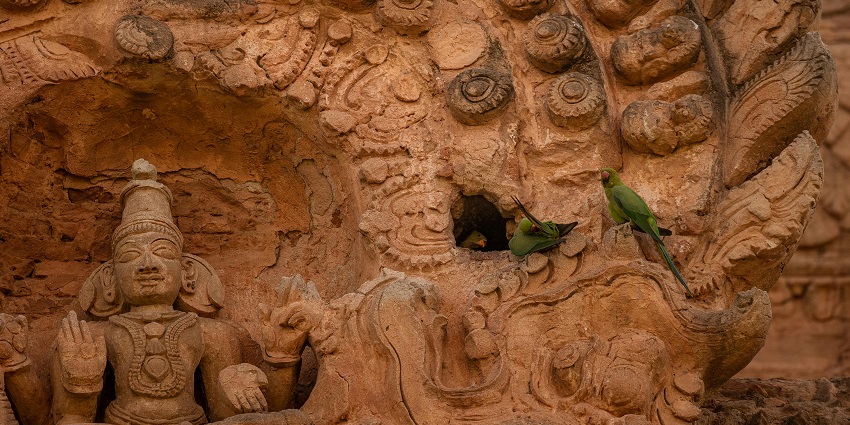 A closer look at the famous Dakshina Tirupati Temple, a spiritual attraction in Tamil Nadu.