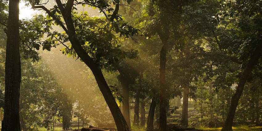 Dandeli is an adventure destination decked with wildlife, rivers, and lush forests.