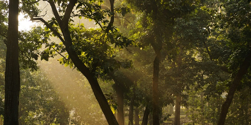 A view of the lush forests of Dandeli, one of the top places to visit in May in Karnataka.