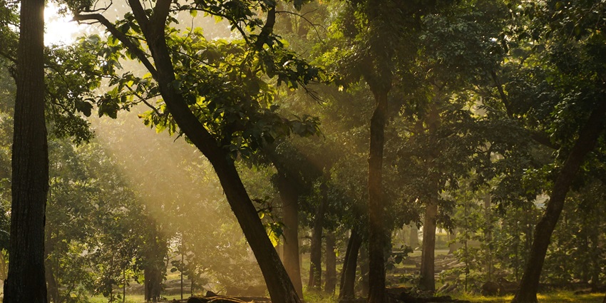 A view of the forests of Dandeli, one of the top places to visit in October in Karnataka.