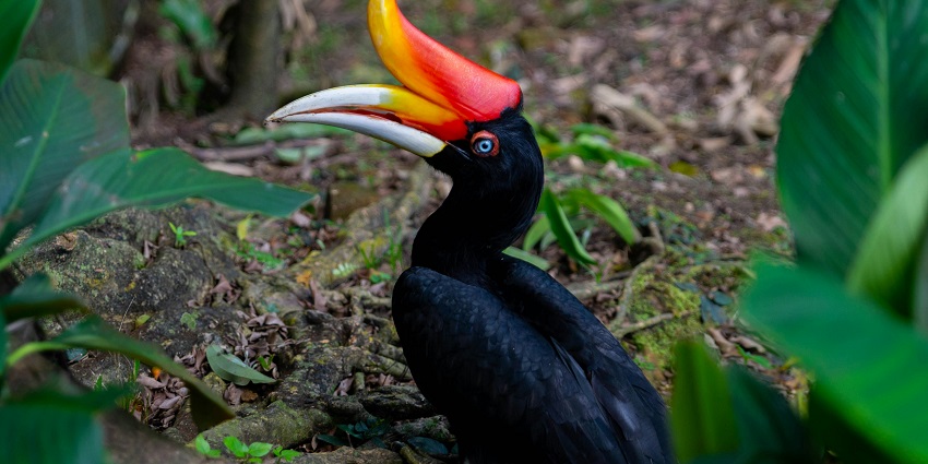 Places to visit in Dandeli feature Dandeli Wildlife Sanctuary with diverse wildlife.