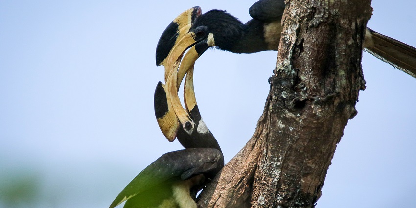 Malabar Pied Hornbill perched on a branch at Dandeli Wildlife Sanctuary.