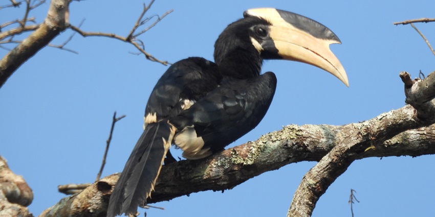 Dandeli Wildlife Sanctuary containing various species of animals.
