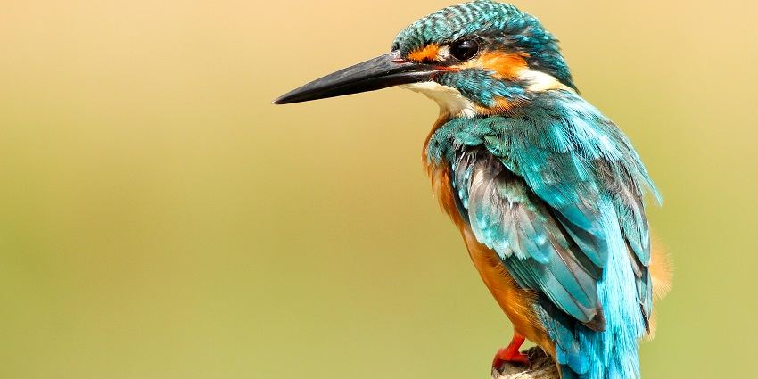 Dandeli Wildlife Sanctuary offers diverse flora, fauna, and adventurous activities.