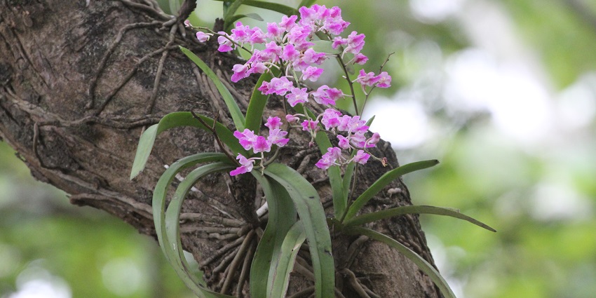Beautiful and alluring foxtail orchids in Dandeli.