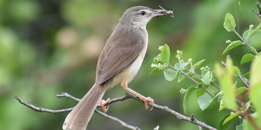 Dandoba Hills Forest Reserve showcases rich biodiversity amid scenic landscapes.