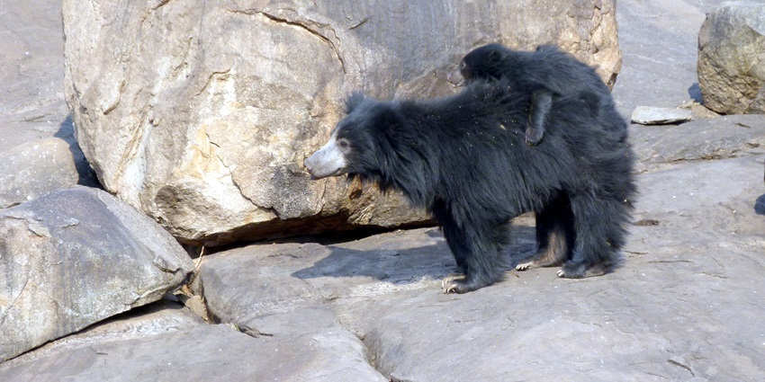 Daroji Bear Sanctuary is home to Indian sloth bears, leopards, and peacocks.