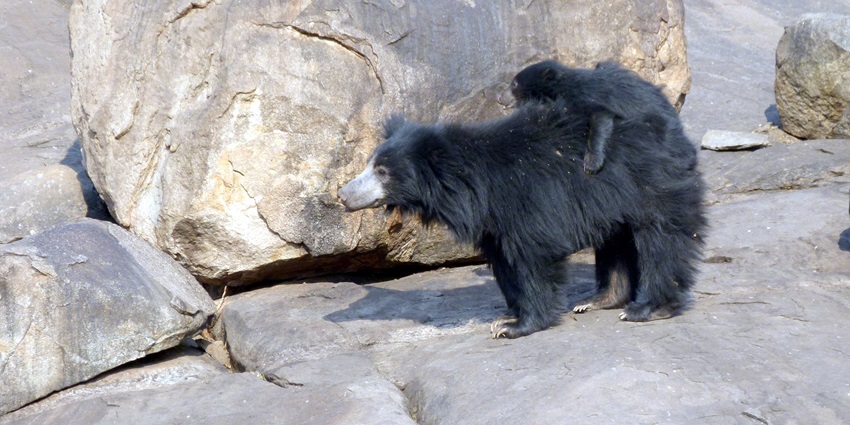 Daroji Bear Sanctuary observes Indian sloth bears and diverse wildlife.