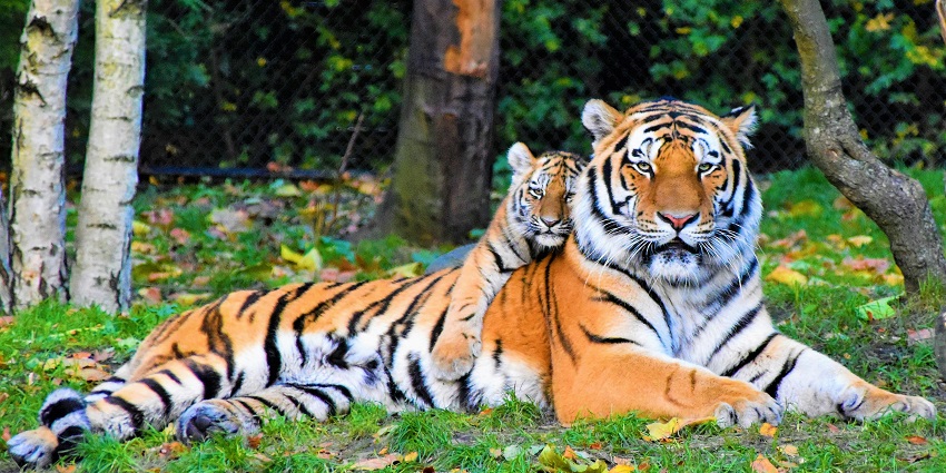 Darrah National Park is also known as Mukundra Hills Tiger Reserve.