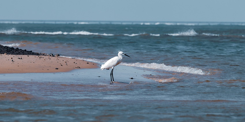 A picture of Mannapad’s scenic coast, one of the tranquil things to do in Thoothukudi.