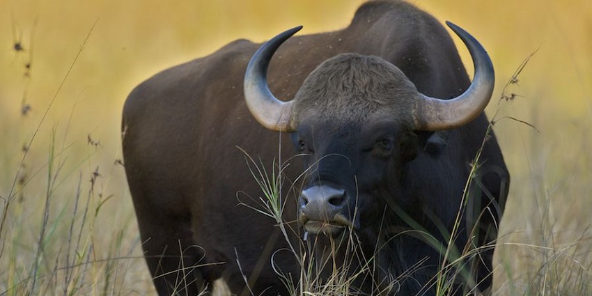 Close up image of a bison in the Debrigarh wildlife sanctuary