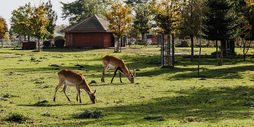 Deer Park is home to a variety of deer and other endangered animal species in the region.