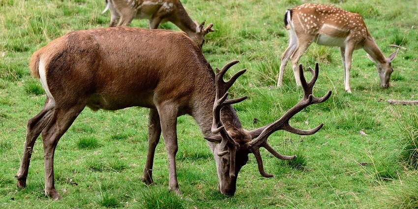 Discover the Deer Safari Park, a unique gem near Bondla Wildlife Sanctuary.