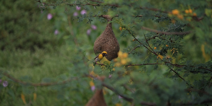 The Baya Weaver Bird found in Dehu, which is a famous place near Bhamchandra Caves