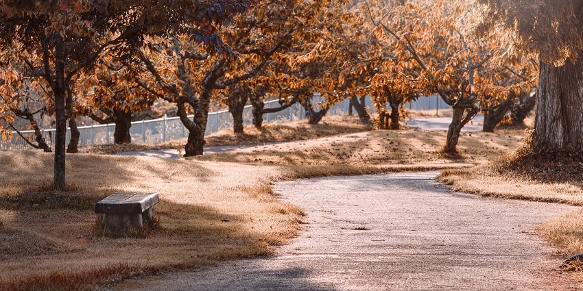 Tranquil park path lined with trees, inviting visitors to enjoy nature and serenity.