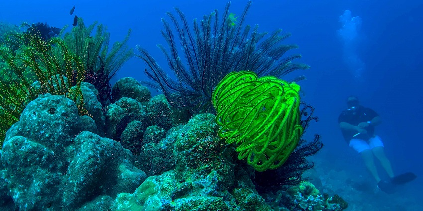 Underwater view of the Malvan Marine Sanctuary showcasing coral reefs and marine life.