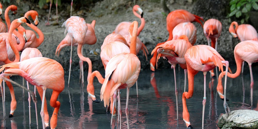 Vibrant flock of flamingos gracefully wading in Diksal Village's serene waters!