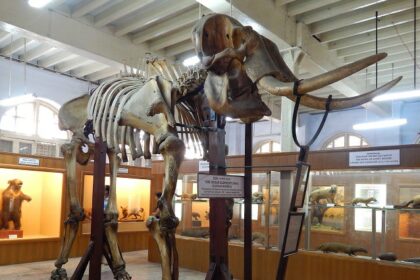 The Dinosaur Museum Chennai features fascinating exhibits on prehistoric creatures.