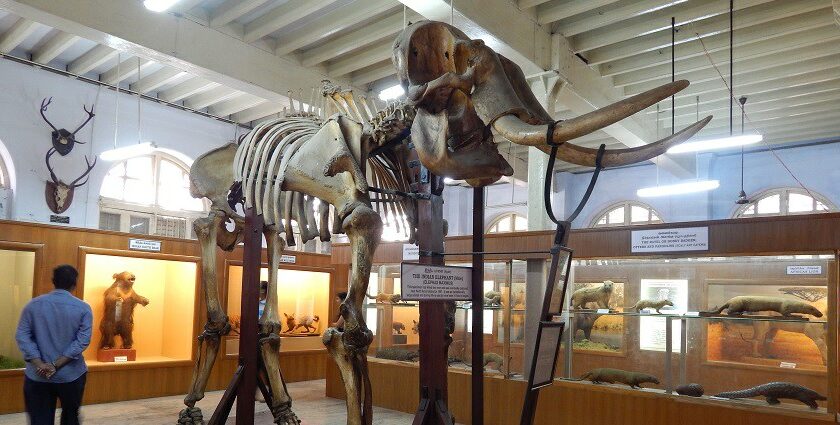 The Dinosaur Museum Chennai features fascinating exhibits on prehistoric creatures.