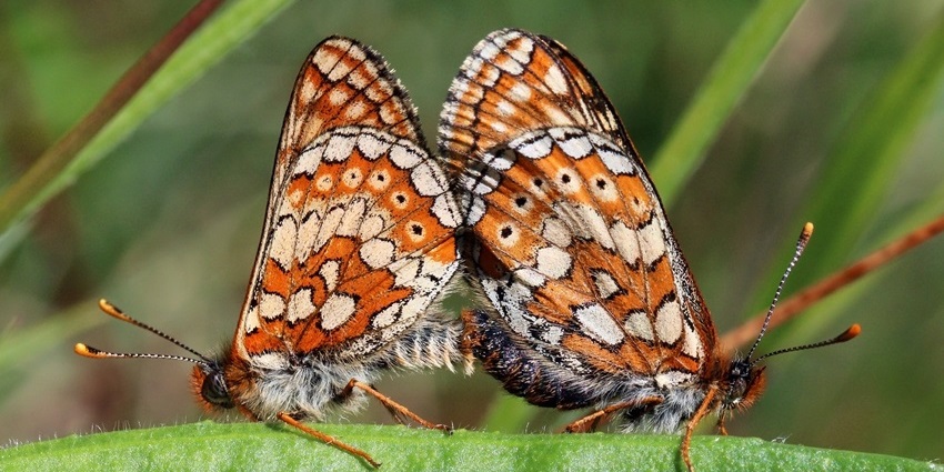 A close-up of a colourful butterfly perched on a wildflower in Megamalai.