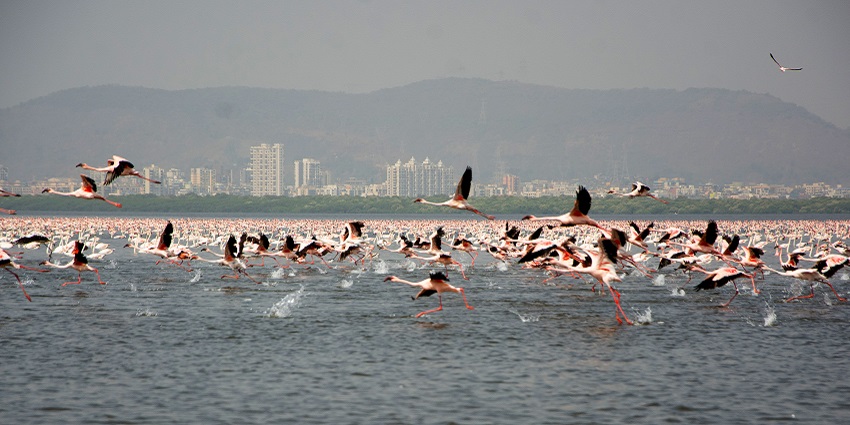 Thane Creek, the serene nature escape for birdwatching and picnics, is a must-visit place.