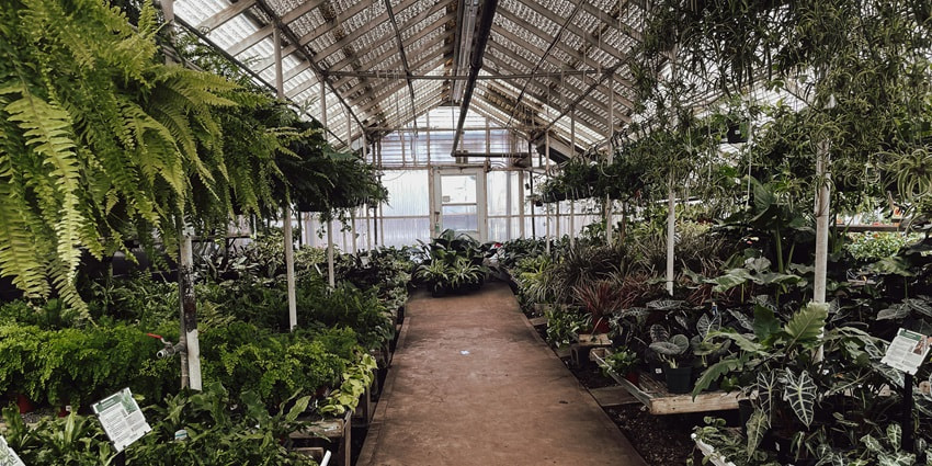 View of the lush herbs and medical plants, offering an educational experience