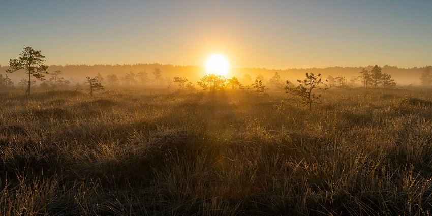 A picture of Questeri Wetland, showcasing lush greenery and diverse birdlife