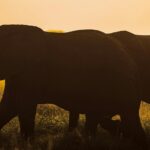 A group of elephants walks across a grassy field at sunset, silhouetted against an orange sky.