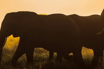 A group of elephants walks across a grassy field at sunset, silhouetted against an orange sky.